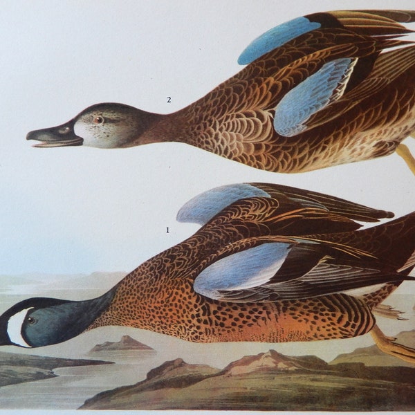 Audubon BLUE-WINGED TEAL, Birds of America 1942, illustration plate #313, vintage art print