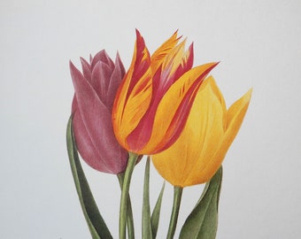 Redoute Flowers TULIPS Botanical Art Print Illustration Plate 141