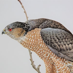 James F Lansdowne SHARP-SHINNED HAWK bird, vintage art color print, illustration plate