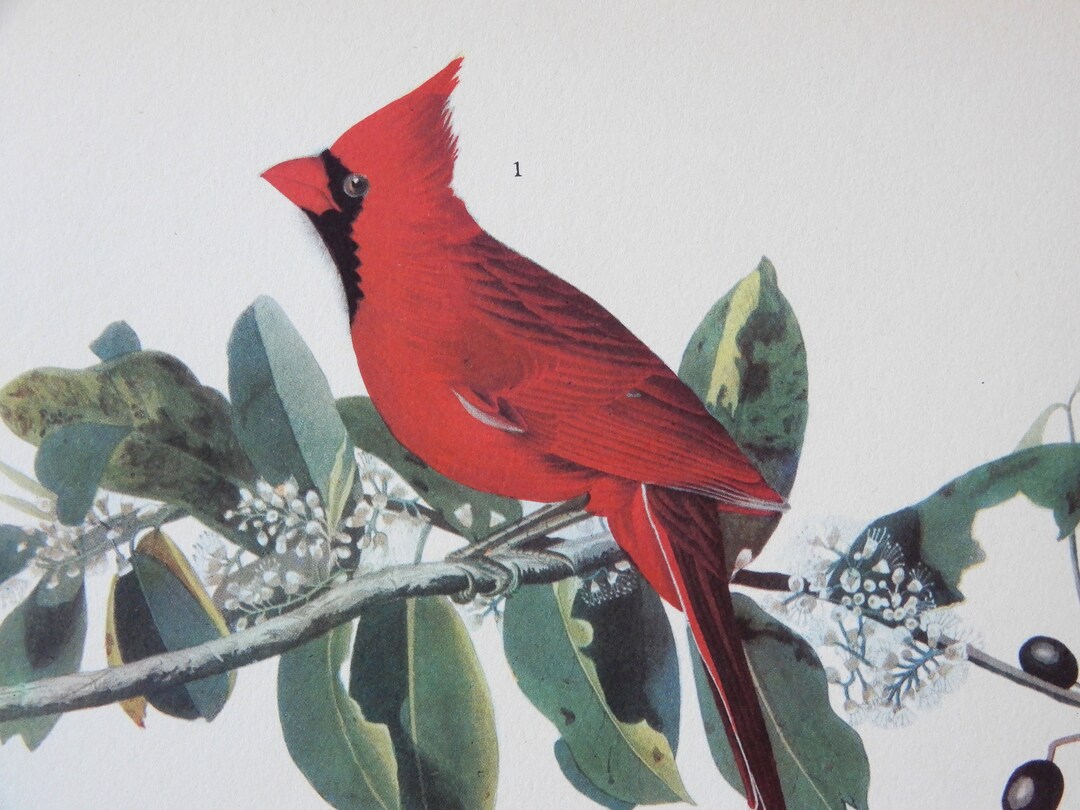 Audubon CARDINAL Birds of America 1942 Illustration Plate - Etsy