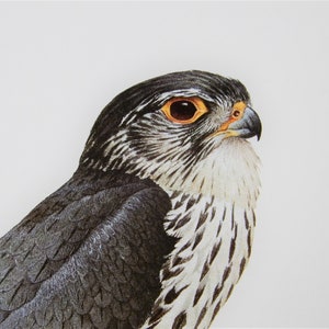 May include: A close-up of a black and white hawk with a yellow eye. The hawk is looking to the right of the image.