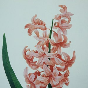 Redoute Flowers PINK HYACINTH Botanical Art Print Illustration Plate 64