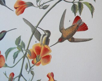 Audubon BLACK-THROATED MANGO, Birds of America 1942, illustration plate #184, vintage art print