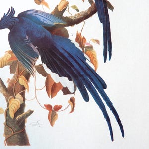 Audubon COLLIE'S MAGPIE-JAY, Birds of America 1942 illustration 96, vintage art print
