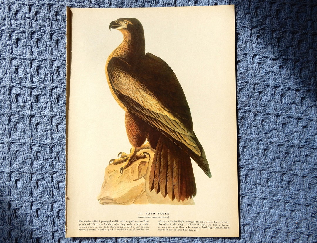 Audubon BALD EAGLE Birds of America 1942 Illustration Plate - Etsy