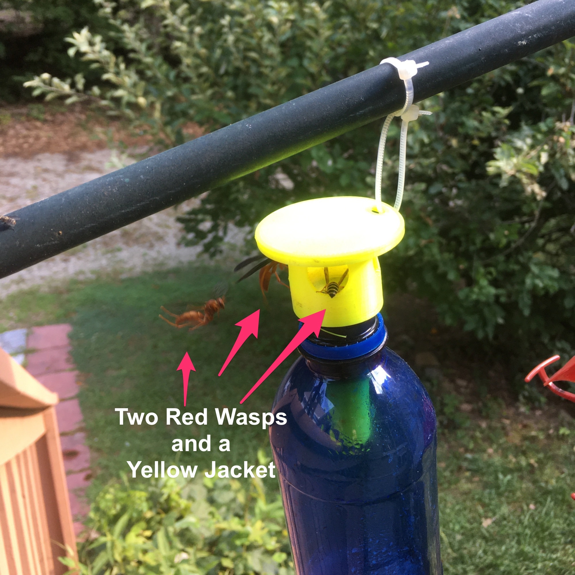 Really Good Wasp Trap for Water Soft Drink or 2 Liter Bottle Etsy