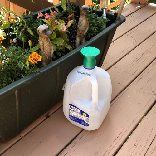 Upcycle Your Gallon Milk Jug into a Watering Can