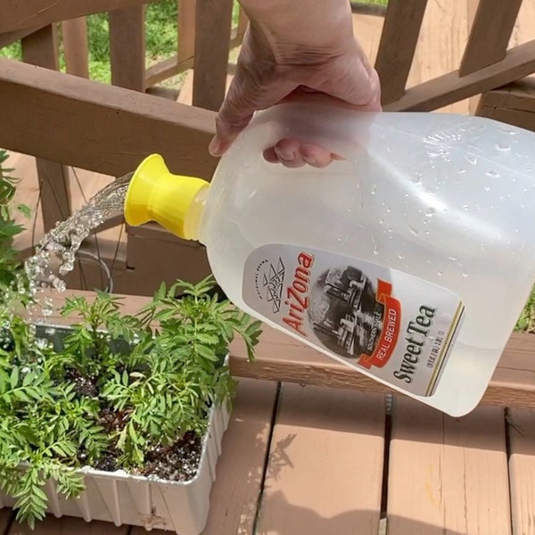 Arizona Tea (and Others!) Gallon Jug Watering Spout - Repurpose, Recycle!
