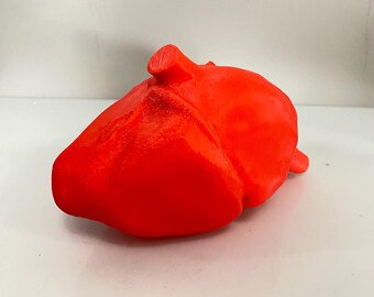 Anatomically correct 3D Printed - About full scale (5.25”) heart  in red.