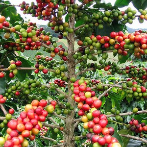 Op de afbeelding: Close-up van een koffieplant met groene en rode koffiebonen die aan de takken groeien.