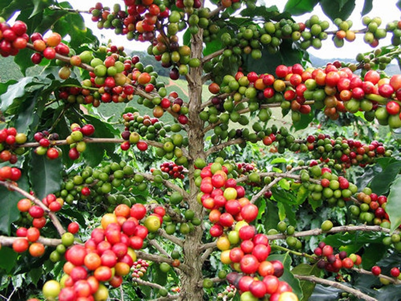 Op de afbeelding: Close-up van een koffieplant met groene en rode koffiebonen die aan de takken groeien.
