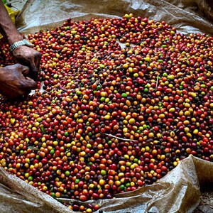 May include: A large pile of red, yellow, and green coffee beans on a brown tarp. The beans are being sorted by hand.