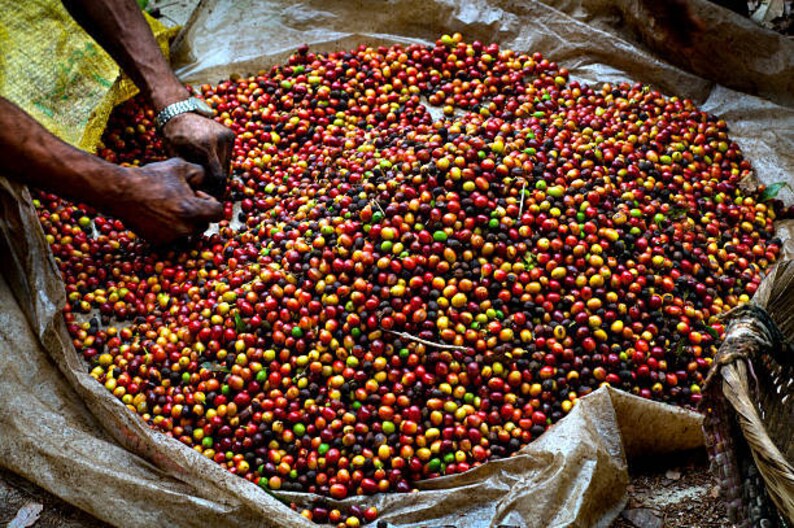 May include: A large pile of red, yellow, and green coffee beans on a brown tarp. The beans are being sorted by hand.