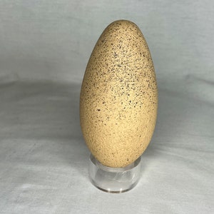 May include: A large, speckled, tan-colored egg on a clear acrylic stand. The egg has a rough texture and is slightly oval-shaped.