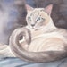 see more listings in the Siamese Cats section