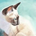 see more listings in the Siamese Cats section