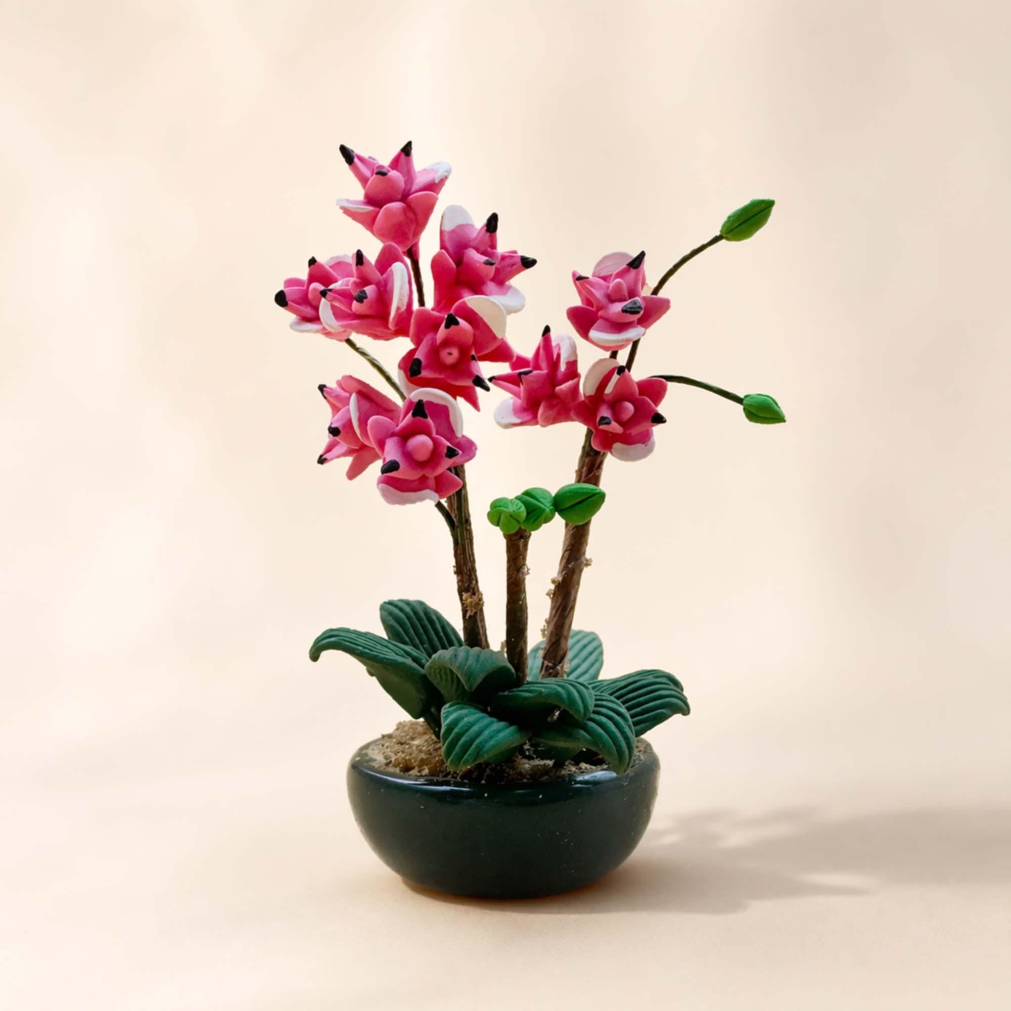 calathea aquarium Network Plant  Jardineries Botanix