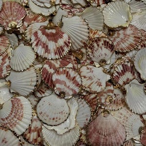 May include: A collection of numerous scallop shells, each featuring a fan-shaped design with radiating ridges. The shells display a color palette of creamy white and reddish-brown, with many edges finished in a metallic gold trim for decoration.