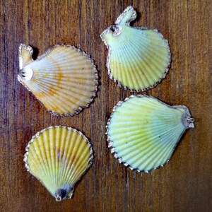 Naturliga strandsmycken, havssnäcka, naturligt pilgrimsmusslesnäcke, guldkantad ögla, snäckskalhänge, snäckskalhalsband, strandsmycken (3-5 cm)