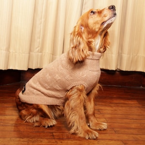 May include: A brown and white dog wearing a beige knitted sweater, sitting on a wooden floor and looking up.