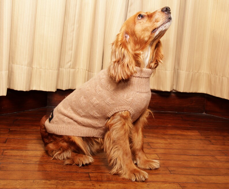 May include: A brown and white dog wearing a beige knitted sweater, sitting on a wooden floor and looking up.