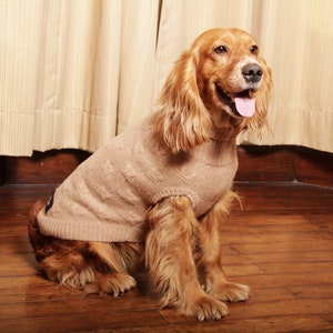 May include: A brown and white dog wearing a beige sweater. The dog is sitting on a wooden floor and looking to the right.