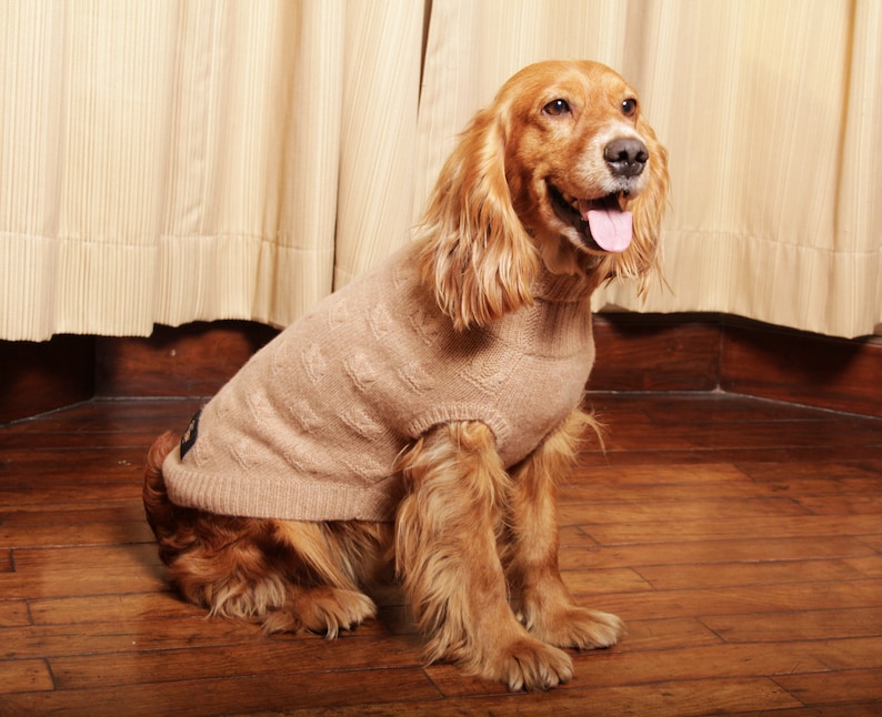 May include: A brown and white dog wearing a beige sweater. The dog is sitting on a wooden floor and looking to the right.