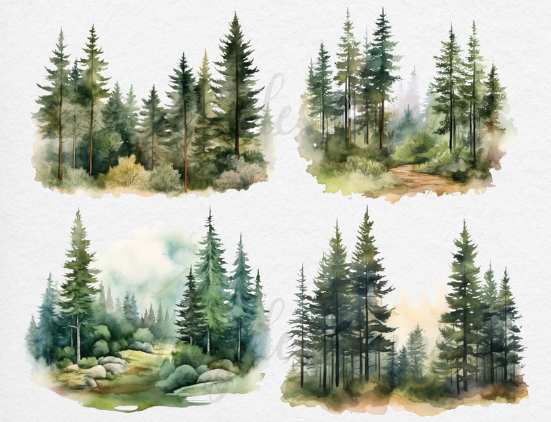 May include: Four watercolor illustrations of pine forests. Each illustration features a different perspective of a forest with varying shades of green and brown.
