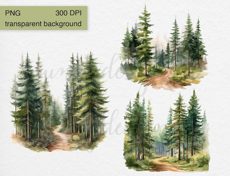 May include: Two watercolor illustrations of a forest path winding through a grove of tall, green pine trees. The path is dirt and leads to a clearing in the woods.