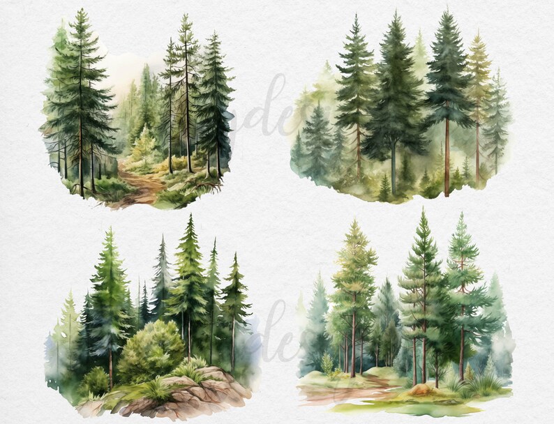 May include: Four watercolor illustrations of pine forests with a path leading through the trees. The illustrations are set against a white background.