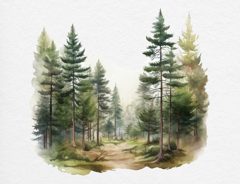 May include: Watercolor painting of a forest scene with tall pine trees and a dirt path leading into the woods. The trees are painted in shades of green and brown, and the path is surrounded by green grass and foliage.