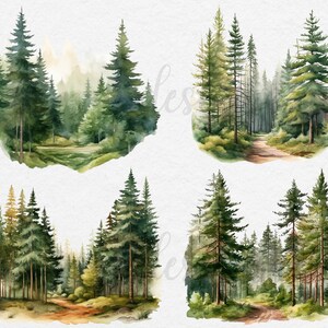 May include: Four watercolor illustrations of a forest with tall pine trees, green foliage, and a dirt path winding through the trees.