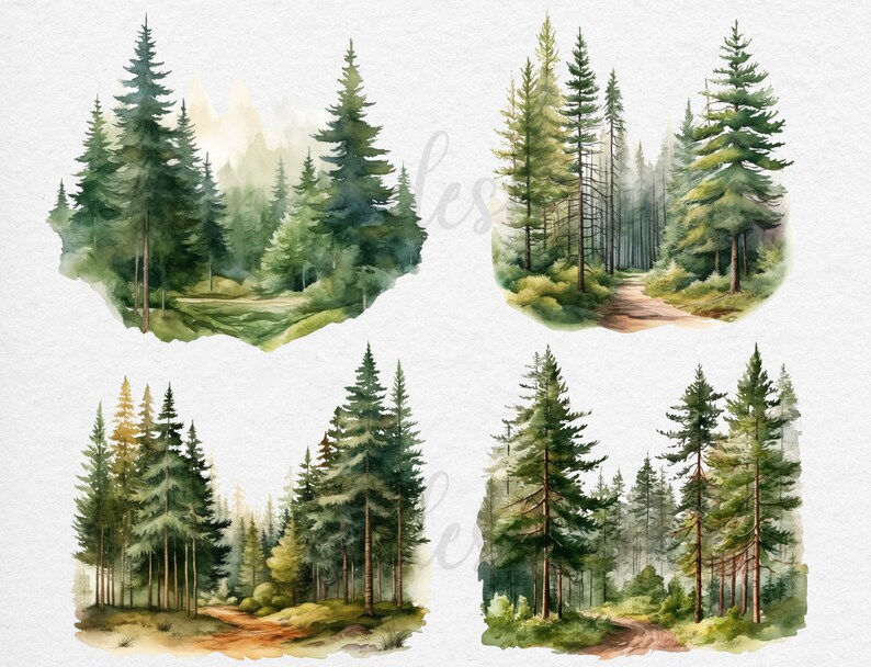 May include: Four watercolor illustrations of a forest with tall pine trees, green foliage, and a dirt path winding through the trees.