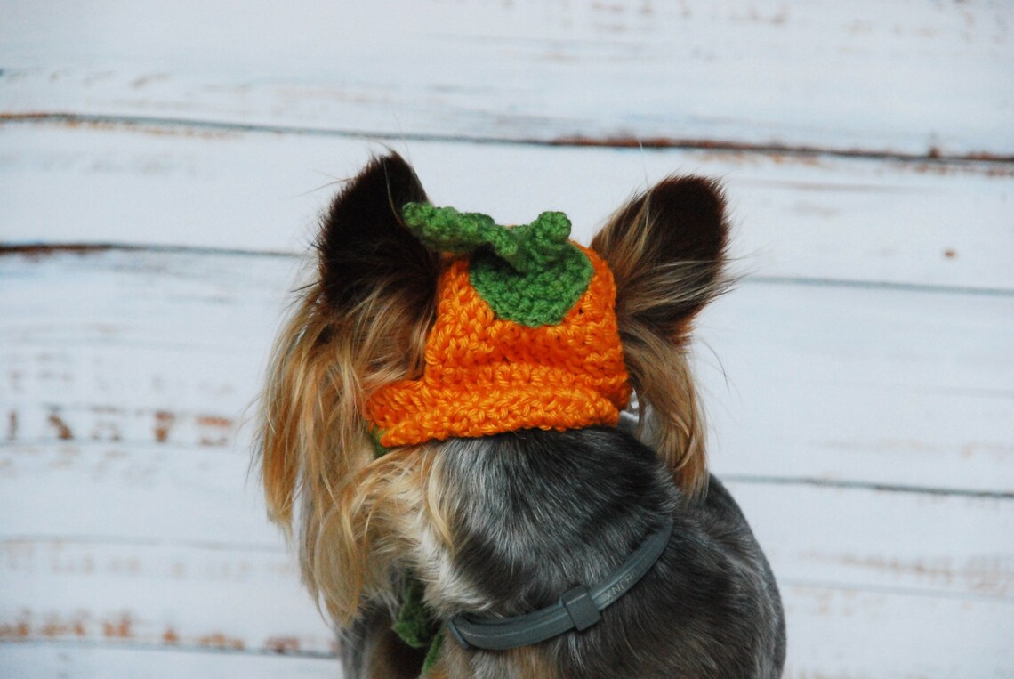 Pumpkin hat for pets Hat for dogs or cats Halloween costumes | Etsy