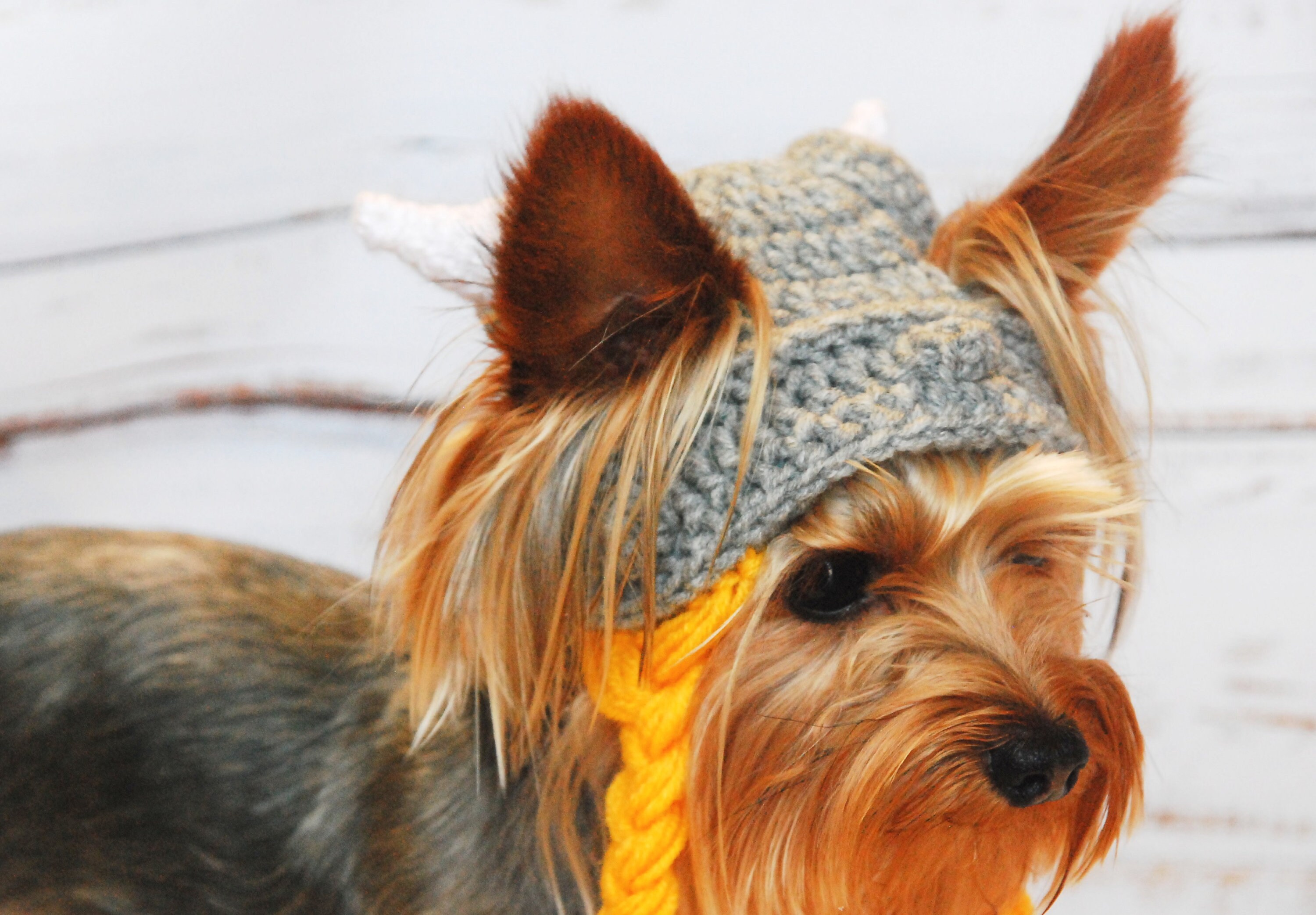 dog viking hat