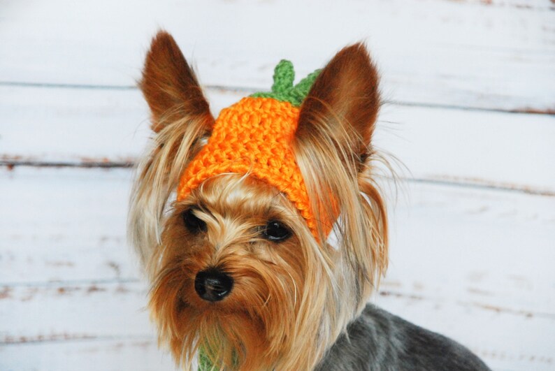 Pumpkin hat for cat Pumpkin pet costume Hat for dog Hats for Etsy
