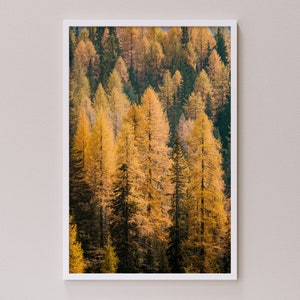 Landscape photograph of beautiful golden Autumn trees in the mountains