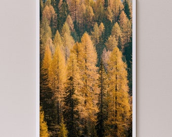 Landscape photograph of beautiful golden Autumn trees in the mountains