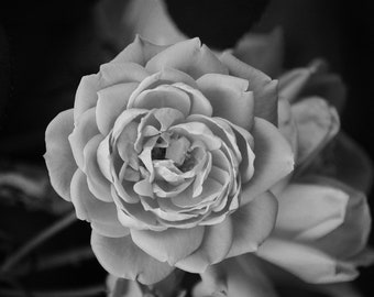 black and white rose