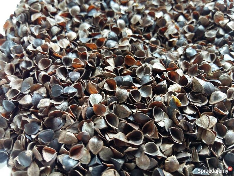 Buckwheat Pillow Organic Buckwheat Husk Pillow Natural Bed Etsy New