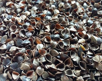 2,5 kg Bio Buchweizenschalen Rohware, Buchweizenhülsen, Buchweizen, Kisseninhalt, Kissenfüller, Matratzenfüller, Polnisches Produkt