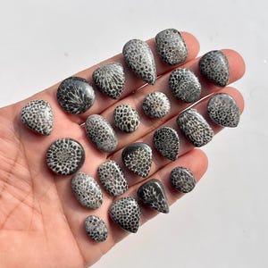May include: A collection of polished fossil coral stones in various shapes, including teardrop, oval, and round. The stones are primarily black and white, with intricate patterns. The stones are held in a hand against a white background.