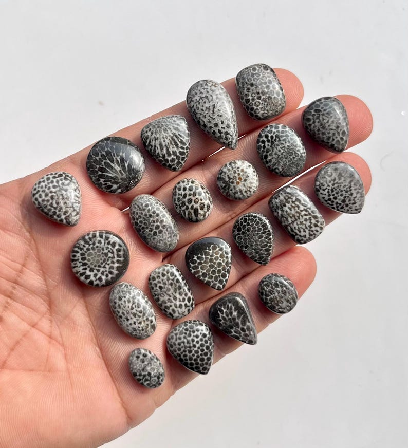 May include: A collection of polished fossil coral stones in various shapes, including teardrop, oval, and round. The stones are primarily black and white, with intricate patterns. The stones are held in a hand against a white background.