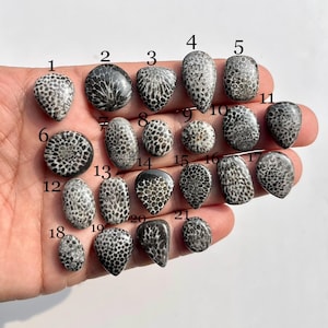 May include: A collection of twenty-one polished fossilized coral cabochons in various shapes and sizes. The cabochons are primarily white and gray, with intricate patterns. The collection is displayed on a hand.