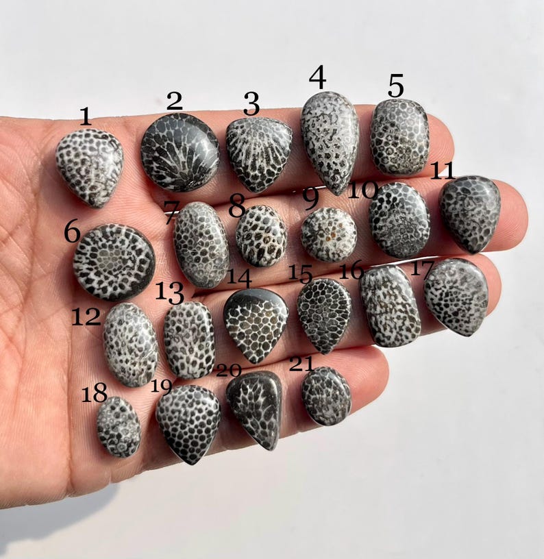 May include: A collection of twenty-one polished fossilized coral cabochons in various shapes and sizes. The cabochons are primarily white and gray, with intricate patterns. The collection is displayed on a hand.