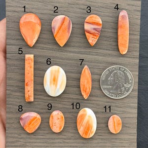 May include: A collection of eleven orange and white spiny oyster cabochons in various shapes, including teardrop, oval, and rectangular. A US quarter is included for size reference. The cabochons are displayed on a wooden surface.