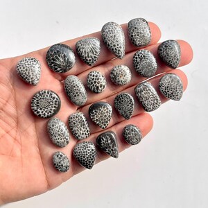 May include: A collection of polished fossil coral cabochons in various shapes, including ovals, teardrops, and rounds. The stones display a natural pattern of black and white markings. The cabochons are held in a hand against a white background.