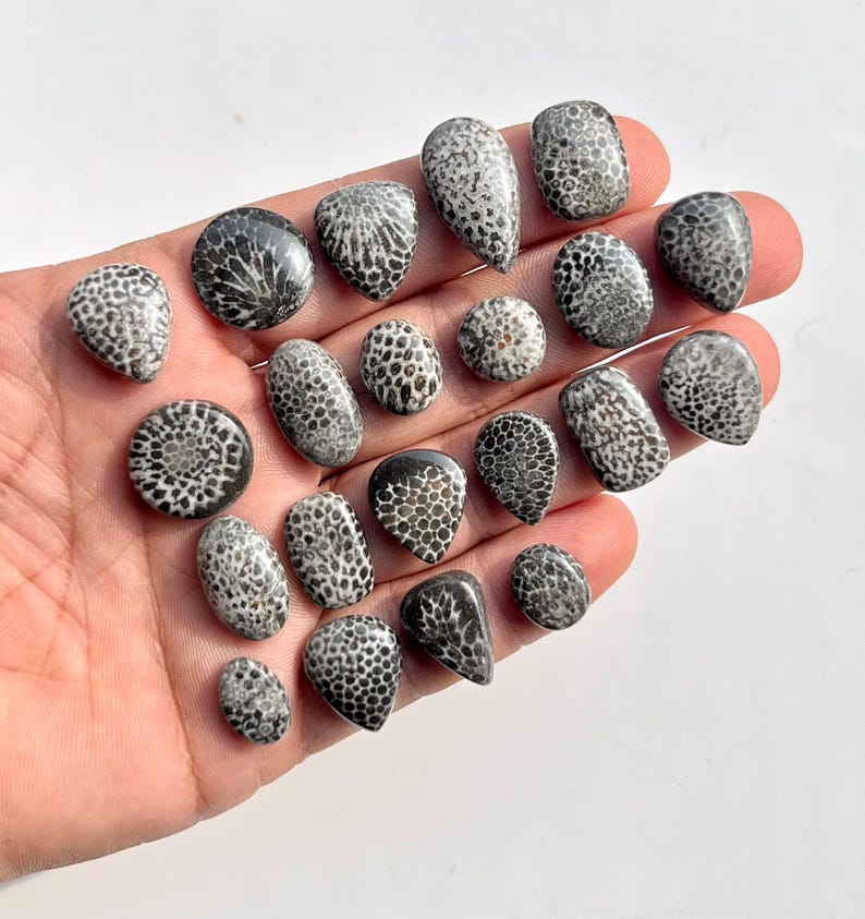 May include: A collection of polished fossil coral cabochons in various shapes, including ovals, teardrops, and rounds. The stones display a natural pattern of black and white markings. The cabochons are held in a hand against a white background.
