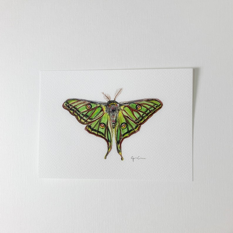 ORIGINAL WATERCOLOR Spanish Moon Moth Home Decor Moth Wall Art