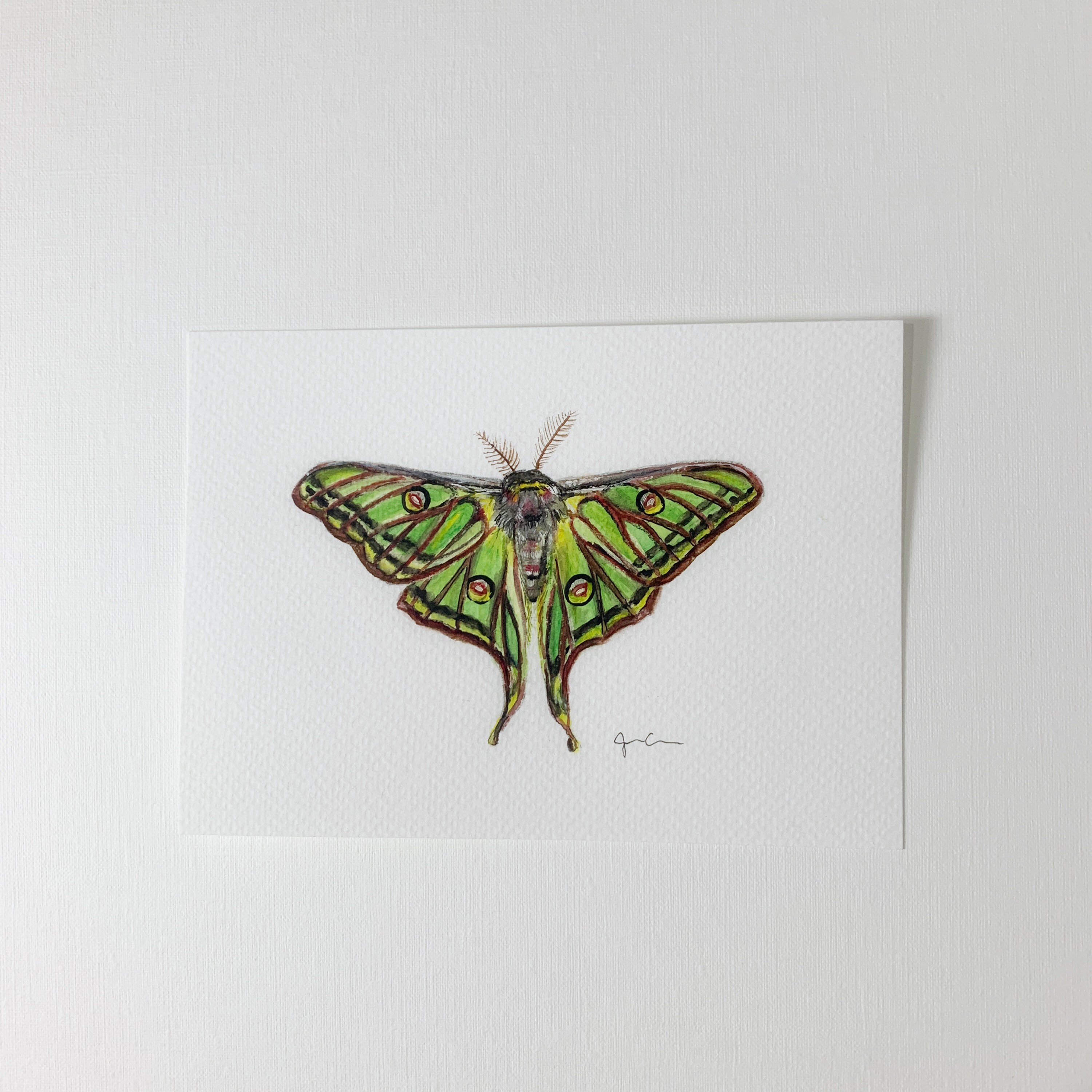 ORIGINAL WATERCOLOR, Spanish Moon Moth, Moth Wall Art, Home Decor - Etsy